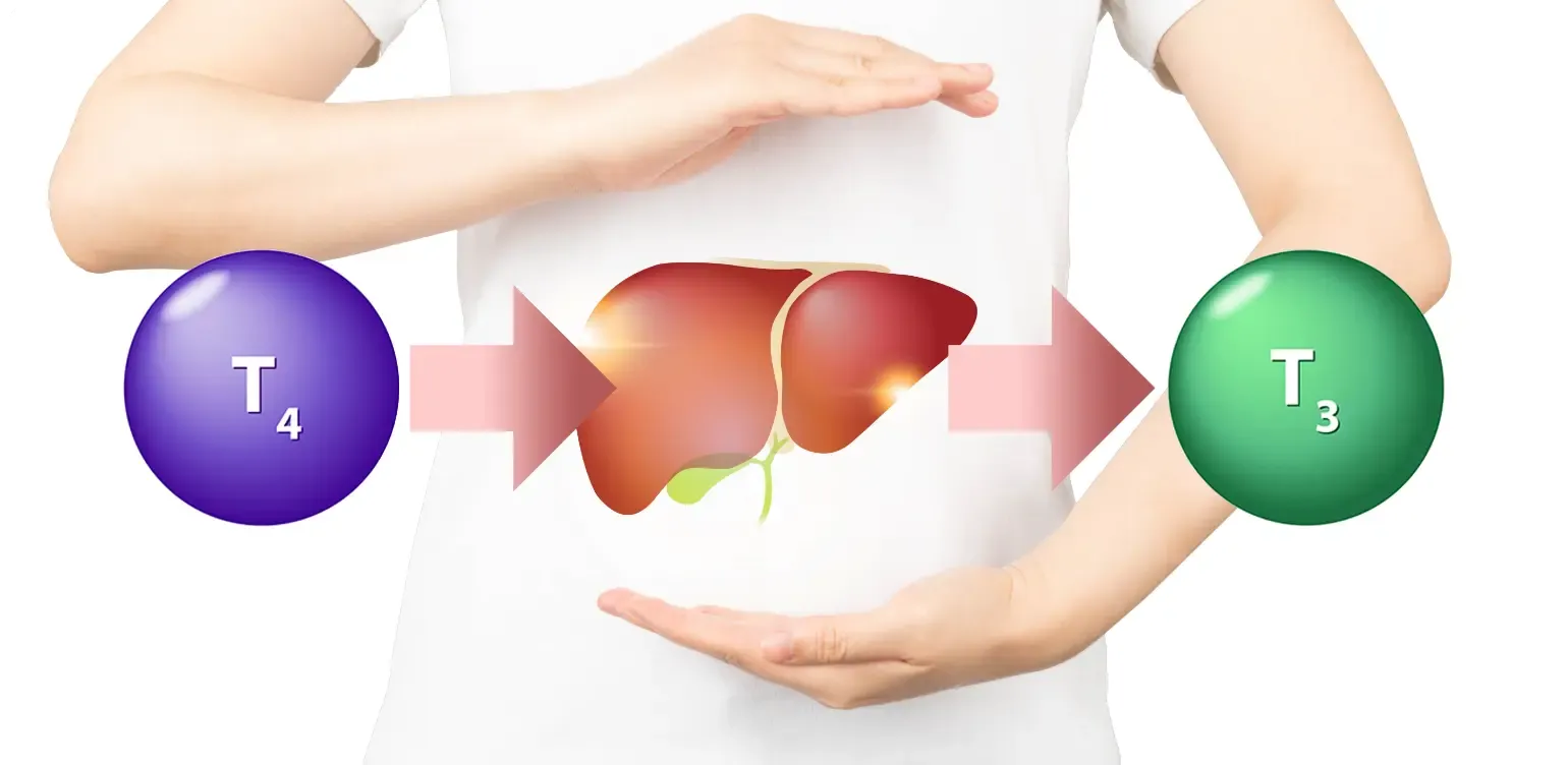 Illustration of T4 hormone being converted to T3 in the liver