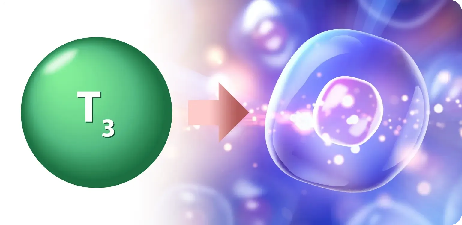 Illustration of T3 hormone entering a cell for energy production